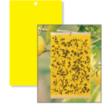 arbuda yellow fly trap