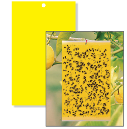 arbuda yellow fly trap