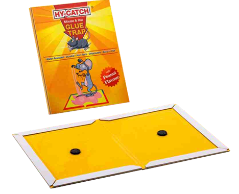 hy catch (regular)